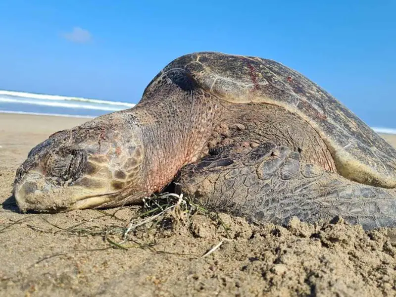 Piden ONG’s que México proteja a tortuga caguama antes de que lluevan embargos