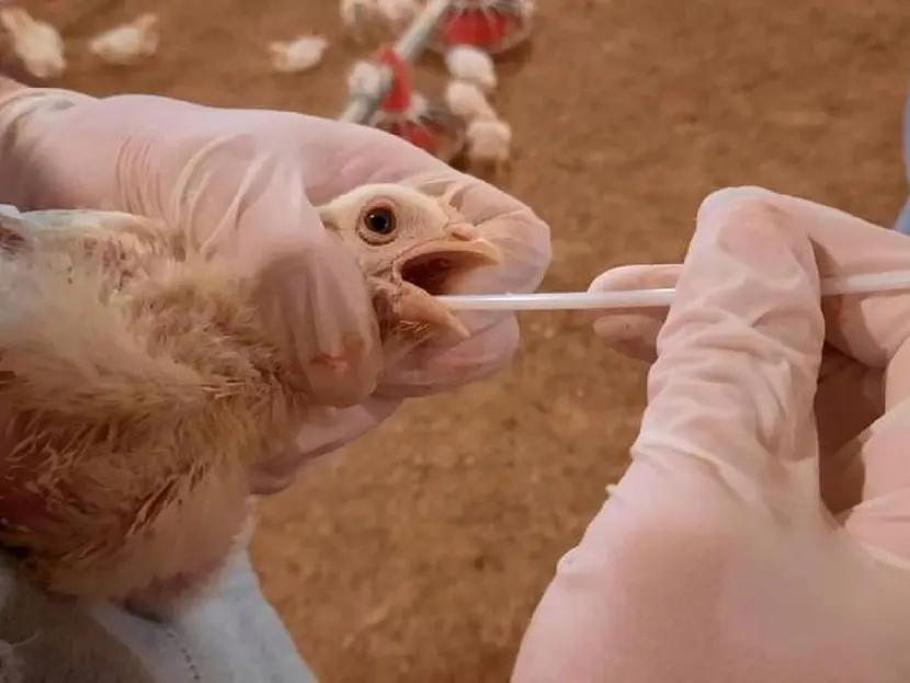 Crecen los casos de gripe aviar en Texas; culpan a la migración de patos