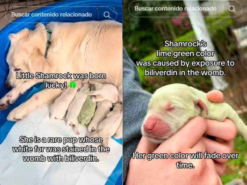 Cachorrita nace con pelaje verde y enternece en redes ¿A qué se debe esta condición?