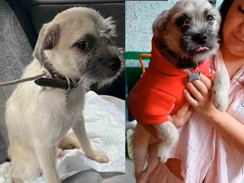 Adoptante regresa a perrito ‘Ernestito’ porque no se llevó bien con su mascota; le buscan hogar