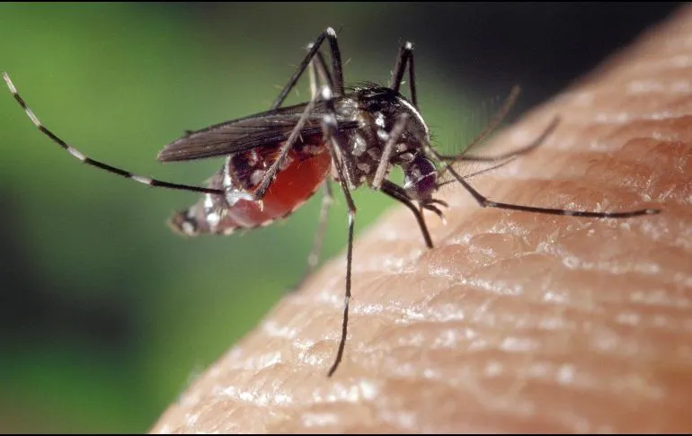 Secretaria de Salud de Baja California advierte sobre propagación de malaria