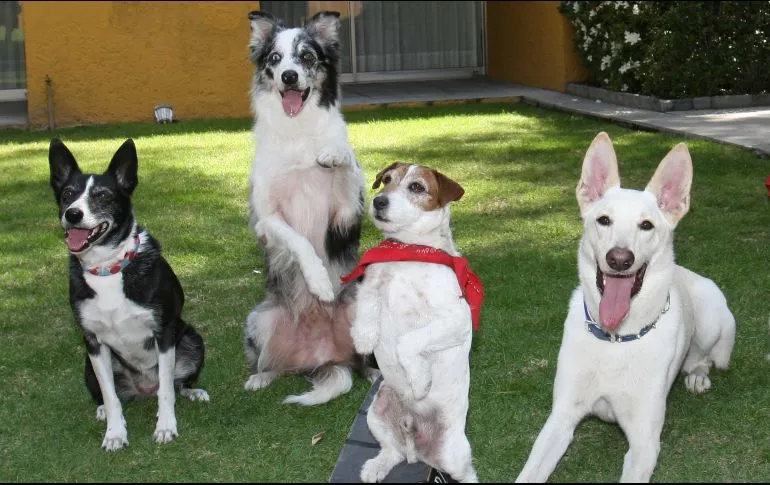 ¿Cómo viven el duelo las mascotas?