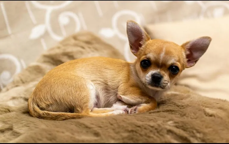 Estas razas de perros son ideales para vivir en departamentos y casas pequeñas