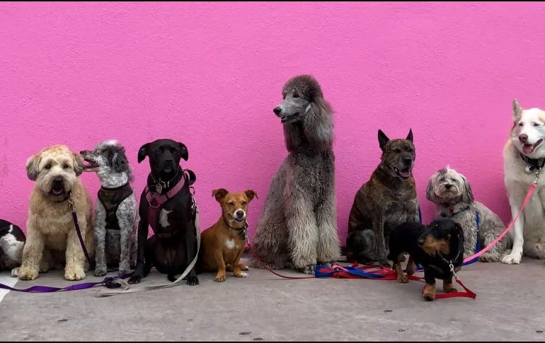 Veterinarios revelan cuál es la mejor raza de perros para tener como mascota