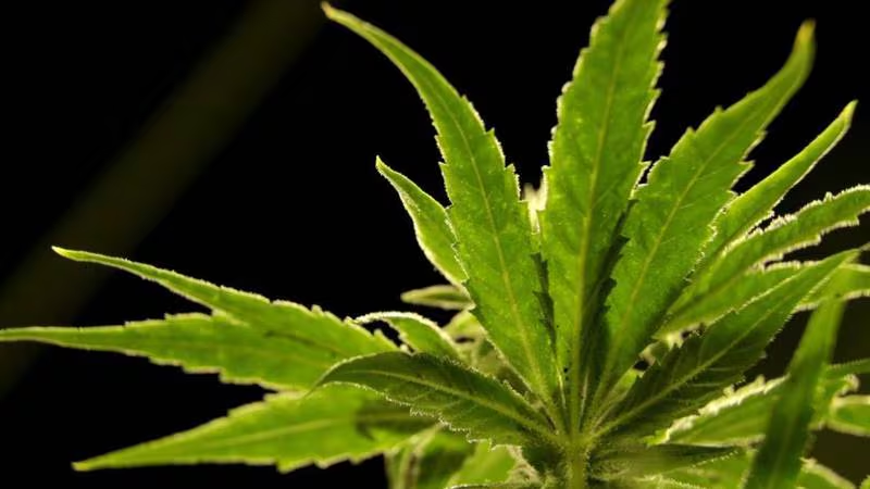 DEA podría reclasificar a la marihuana como droga menos peligrosa: Esto sabemos del cambio histórico