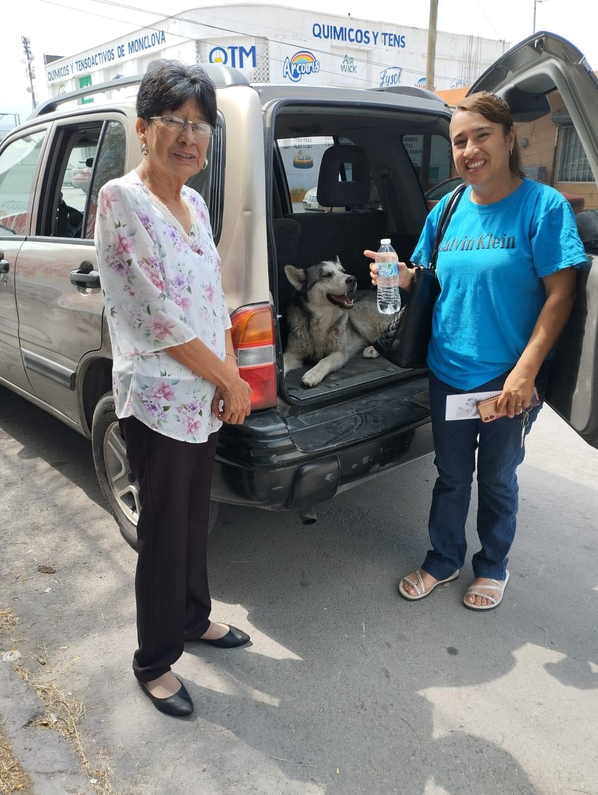 Proteja a mascotas de golpes de calor