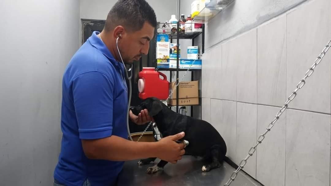 Mueren mascotas por golpe de calor