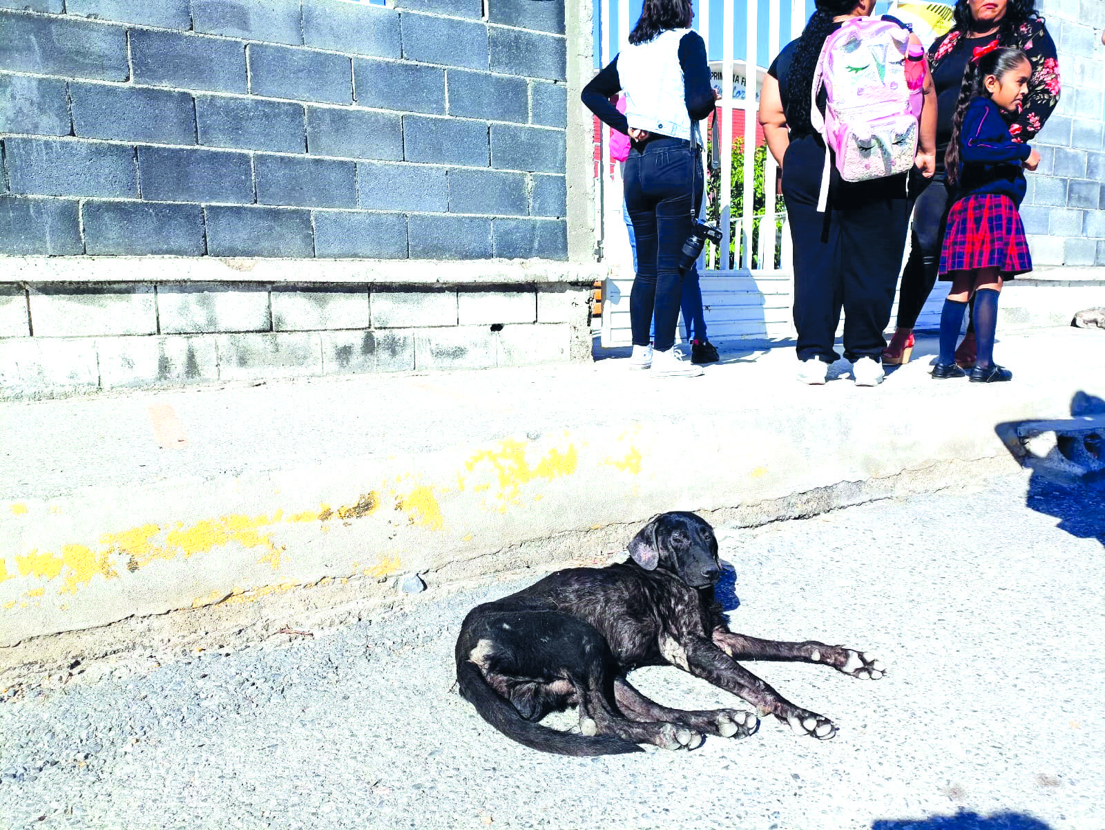 Advierten proliferen garrapatas por calor