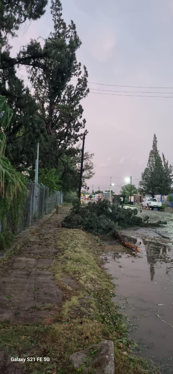 Deja tormenta miles de daños