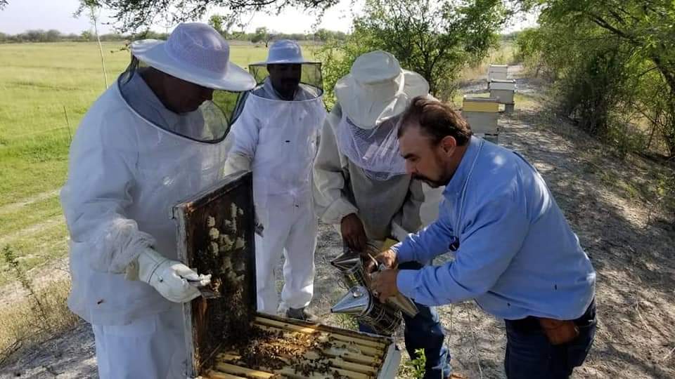 Es el 20 de mayo, Día Mundial de las Abejas