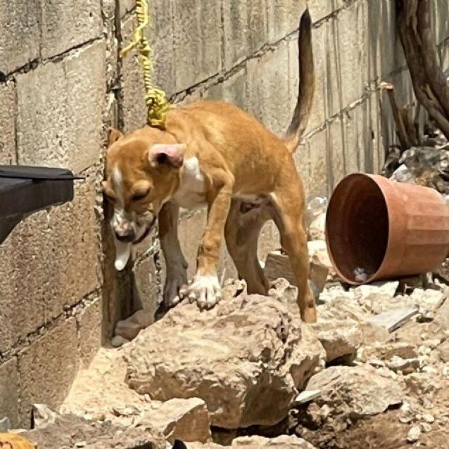 Multarán a quien deje su mascota en el techo