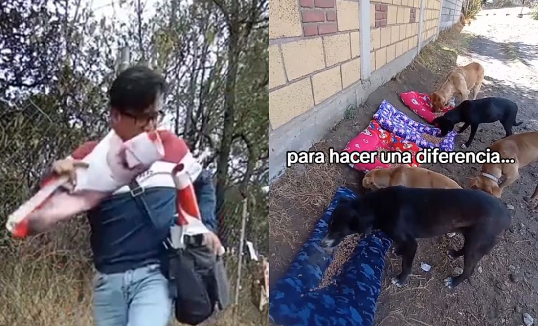 ¡Héroe sin capa! Convierte “basura electoral” en camas para perritos de la calle y es viral en TikTok