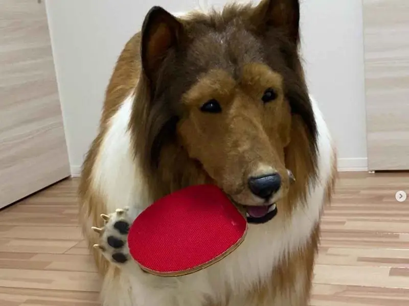 Hombre que gastó miles de dólares para ser un perro collie hace polémico anuncio