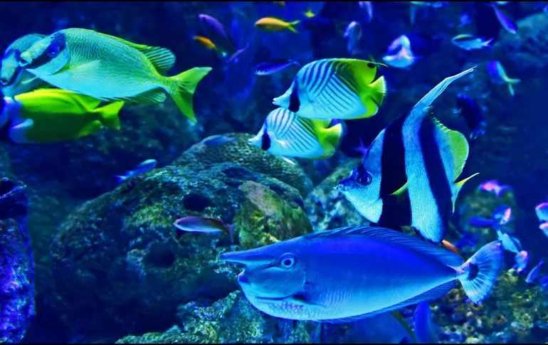 Científicos descubren un parásito que afecta a peces de todo el mundo