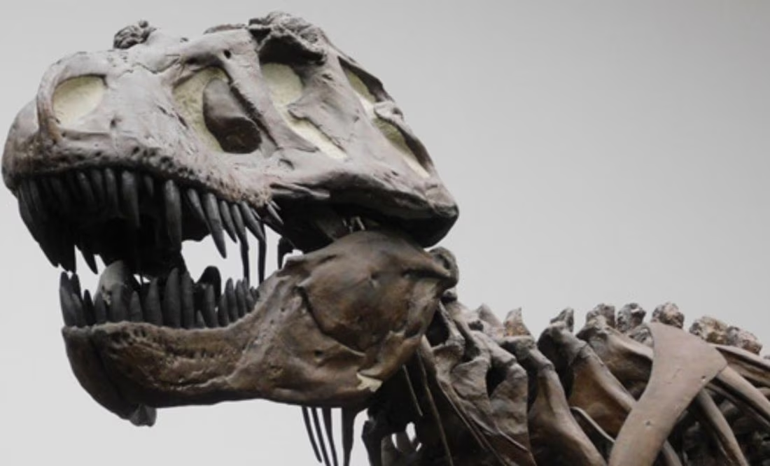 Los dinosaurios no eran tan listos como se pensaba