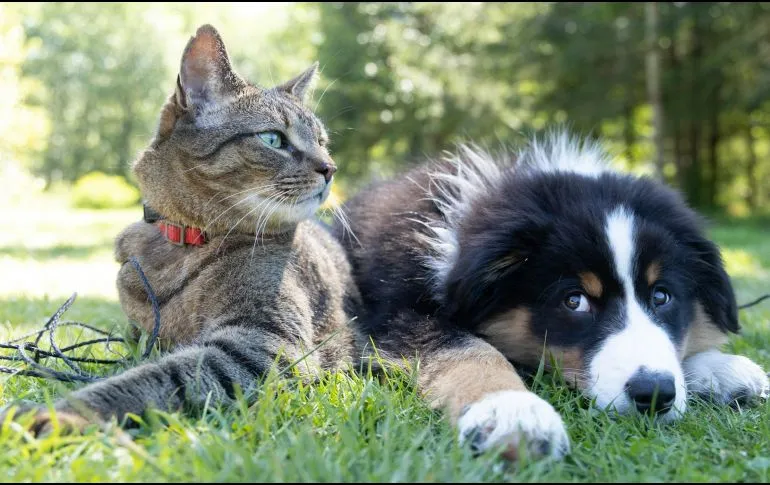 Sigue estas recomendaciones para proteger a tus mascotas del calor