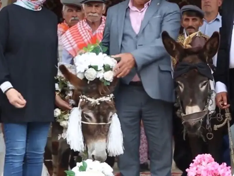 Burros contraen matrimonio; boda se hace viral ¿Ellos ya y tú?