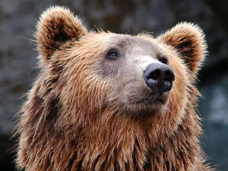 ¿Qué se queden con un hombre o con un oso? El debate en TikTok que expone violencia de género