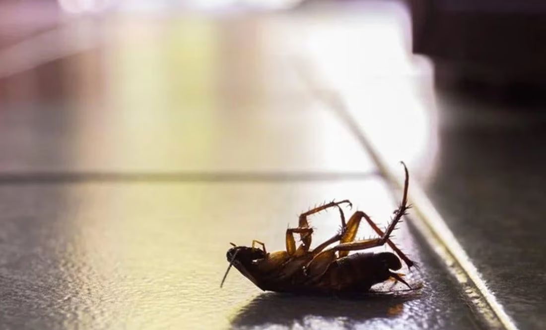 ¿Cómo eliminar a la «súper cucaracha», insecto resistente a químicos que tiene en alerta a México?