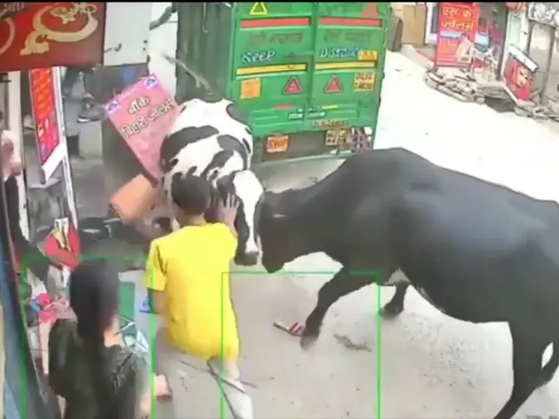 Vacas se pelean en plena calle y se llevan a tres adolescentes encima