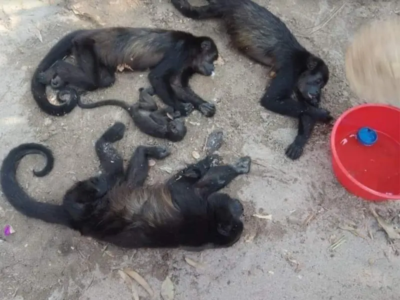 ALERTA MÁXIMA: Van 78 monos aulladores muertos en Tabasco y Chiapas por golpes de calor