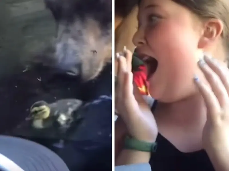 Oso se come a familia de patos en zoológico