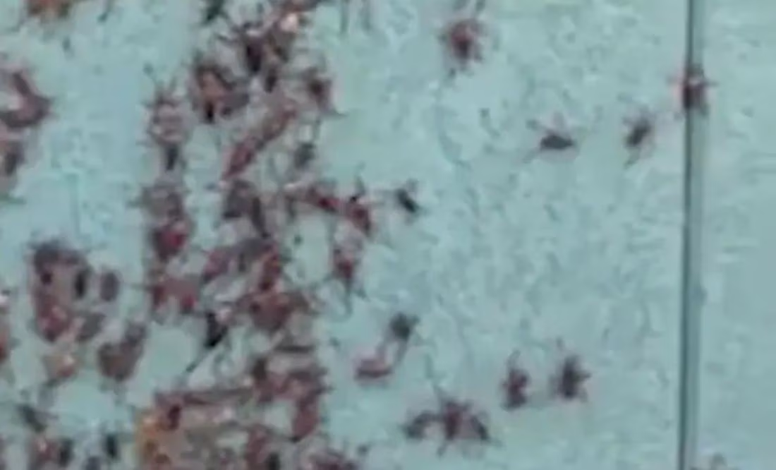 VIDEO. Grillos mormones caníbales desatan el caos en Nevada