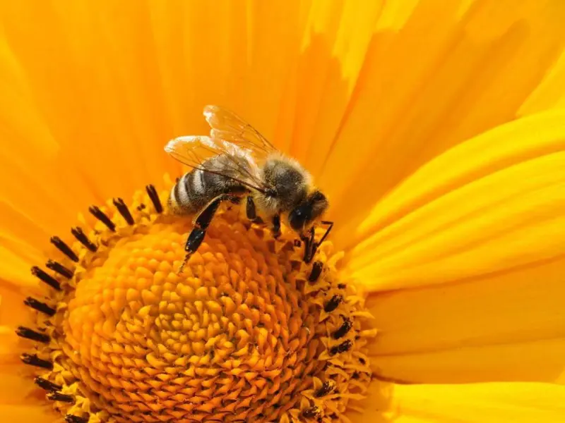 ¿Por qué no debes matar a las abejas?