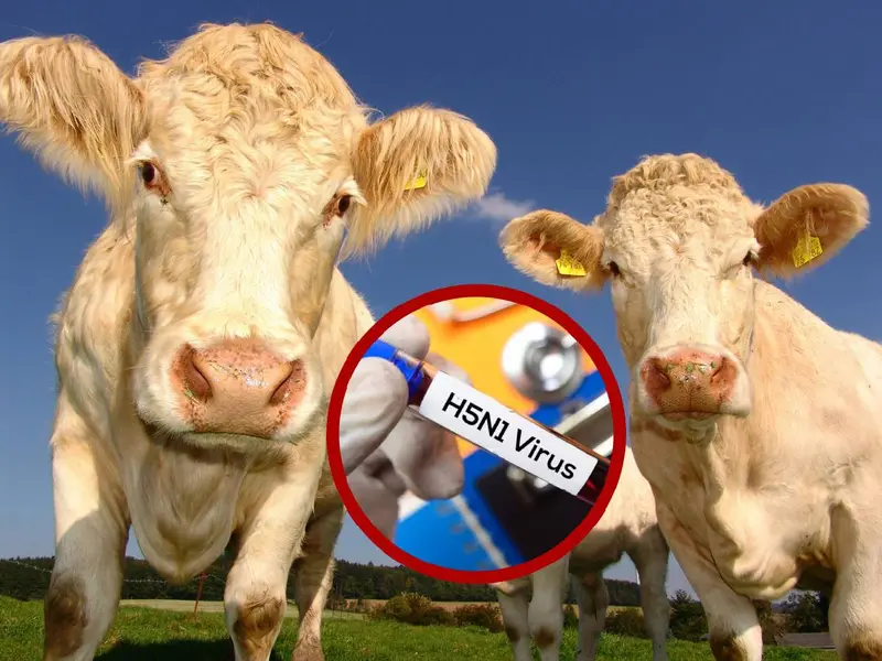 Reportan segundo caso de gripe aviar en humanos por epidemia en vacas en EU