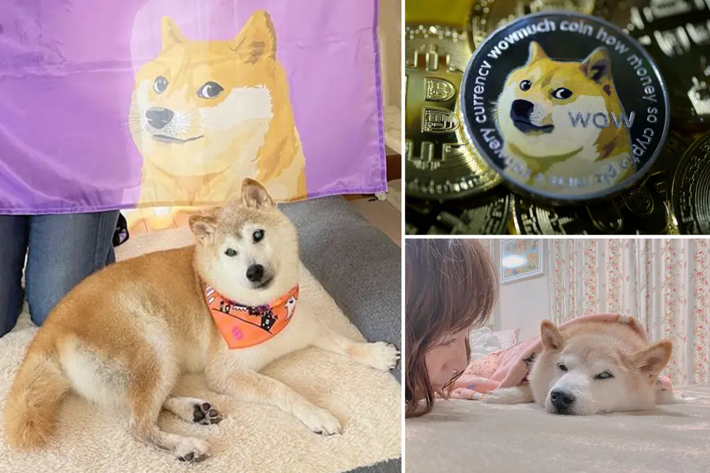Murió Kabosu, la perra que fue inspiración para memes y para la criptomoneda Dogecoin
