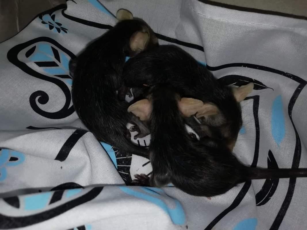 Ola de calor afecta animales silvestres