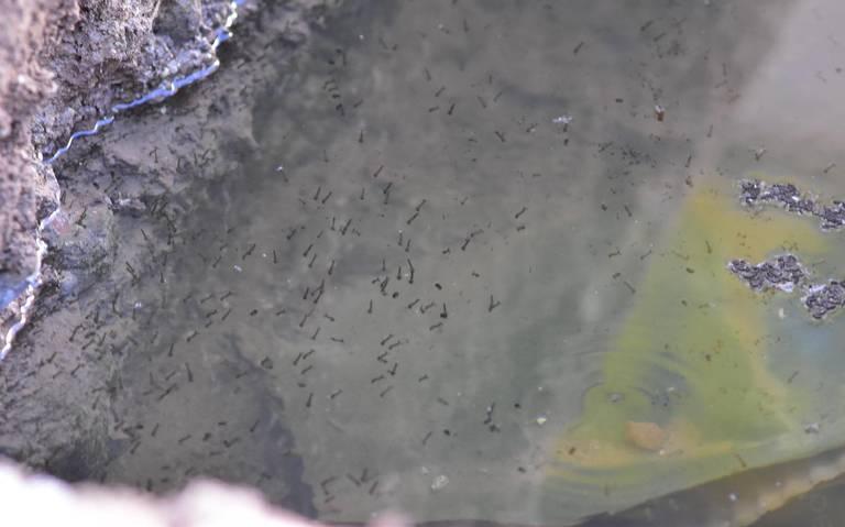 Llama IMSS a prevenir mosquitos transmisores