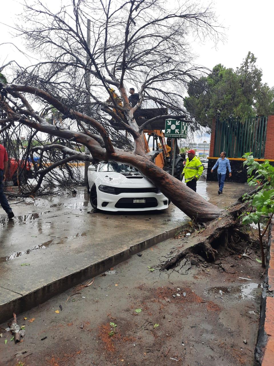 Cae enorme árbol sobre auto Charger