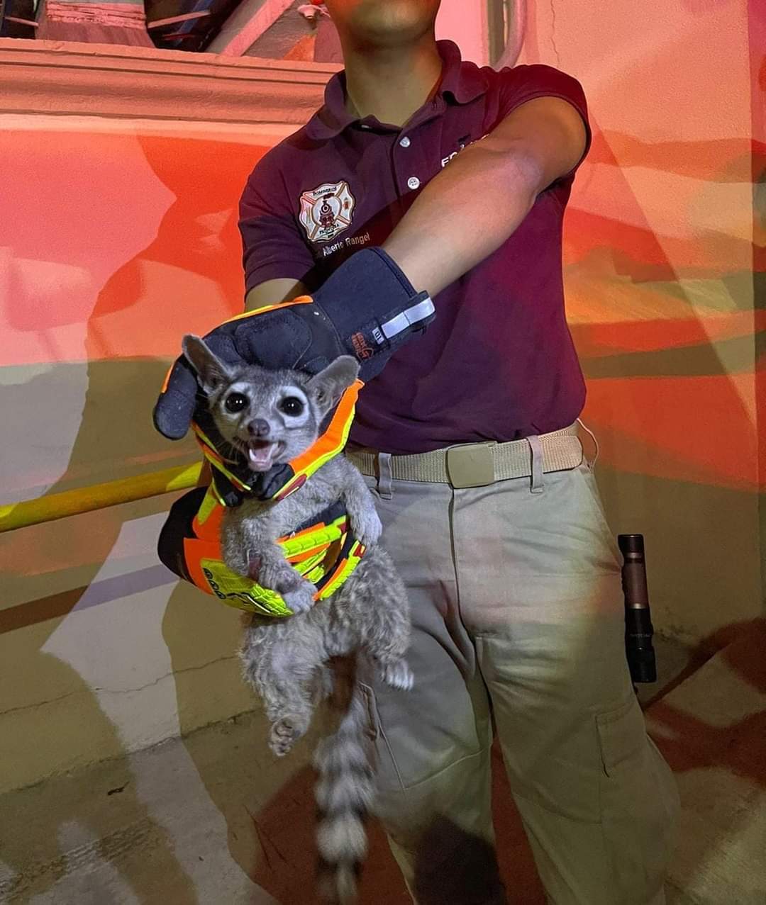Rescatan bomberos de Frontera un cacomixtle