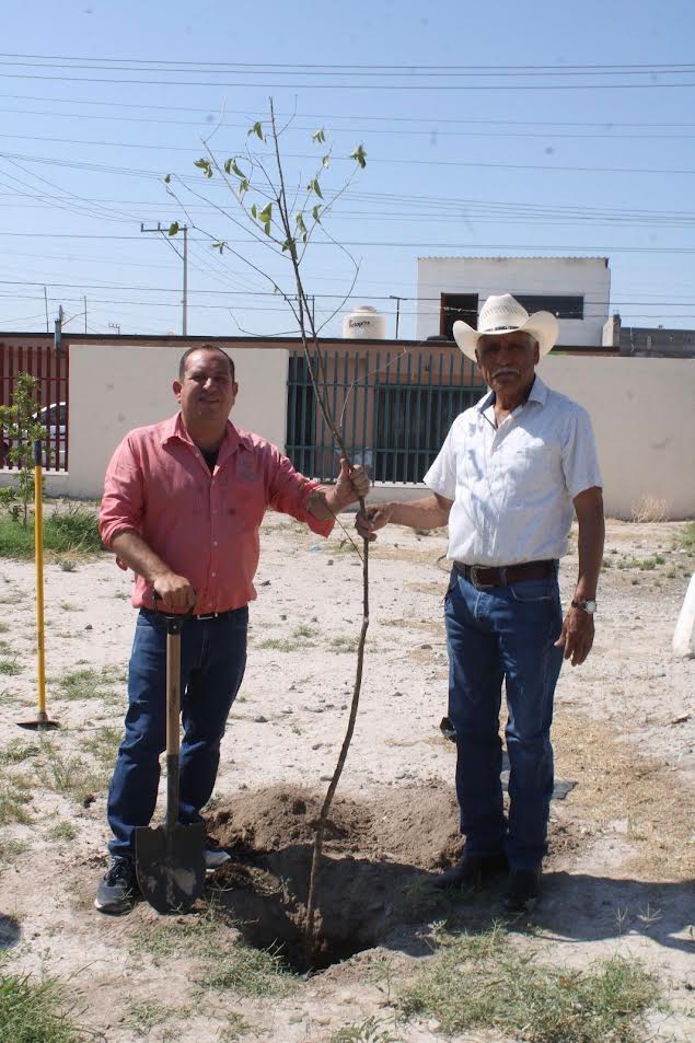 Avanza en 4C la reforestación