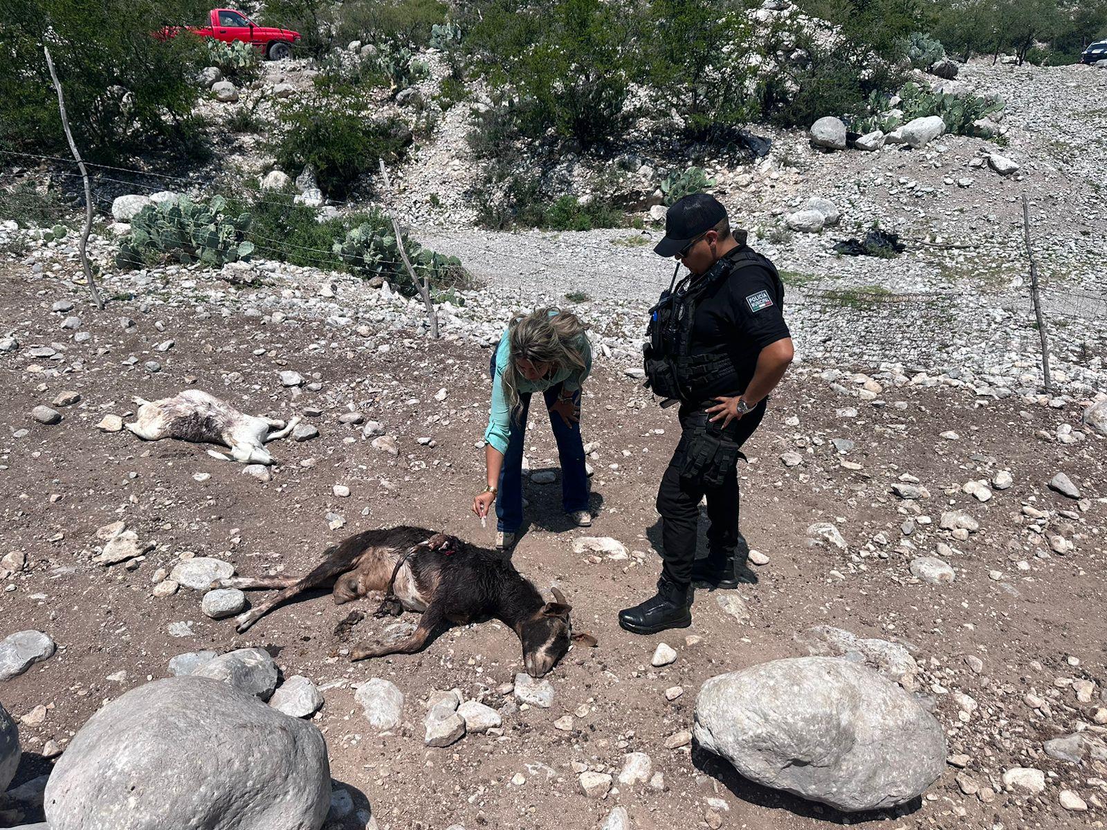 Destaza puma a ocho chivas