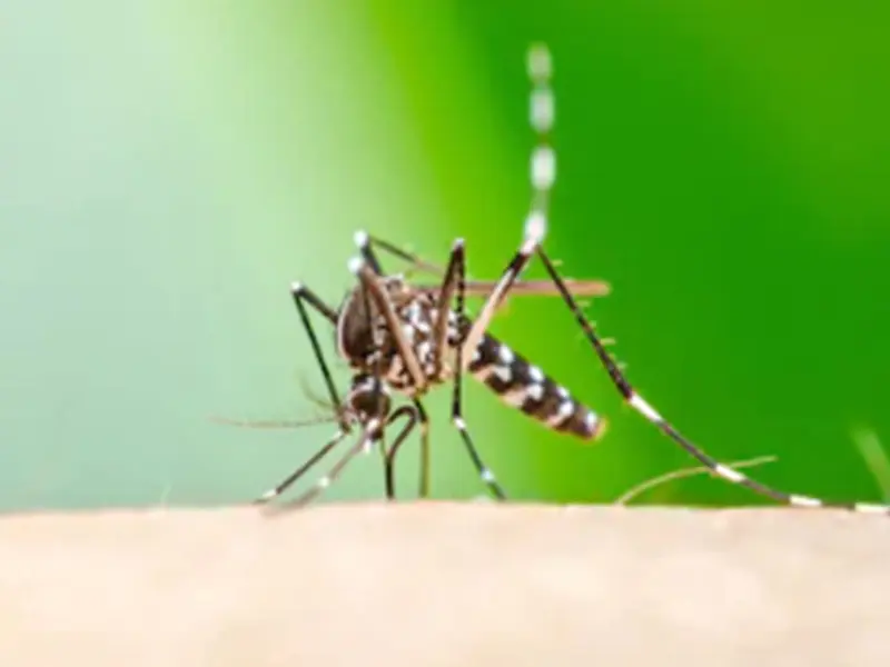 Mosquito transmisor del dengue ‘invade’ Coahuila; lanzan alerta