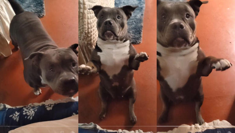Este perro conquista las redes sociales con su forma de pedir que lo saquen a pasear (VIDEO)