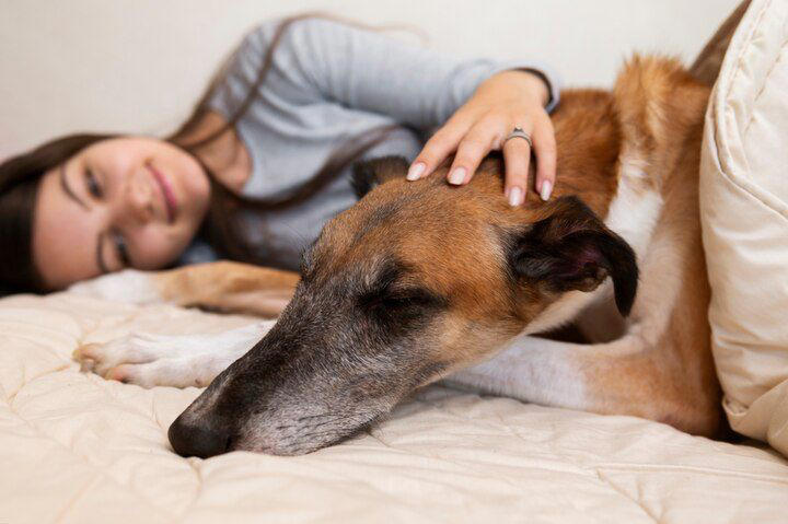Este estudio científico reveló qué sueñan los perros