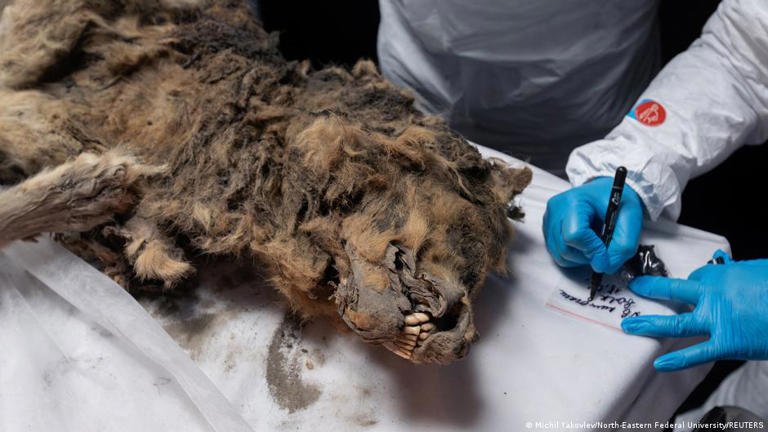Científicos rusos realizan autopsia a un lobo de 44.000 años congelado en el permafrost