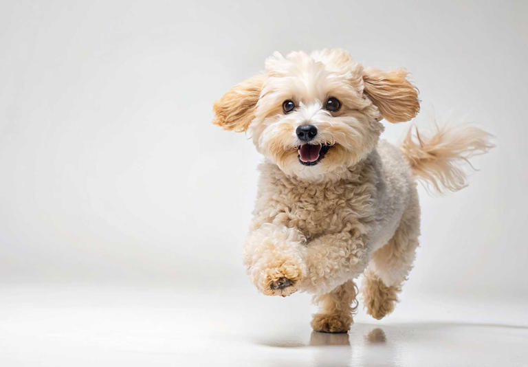 ¿Por qué tu perro da vueltas antes de acostarse?