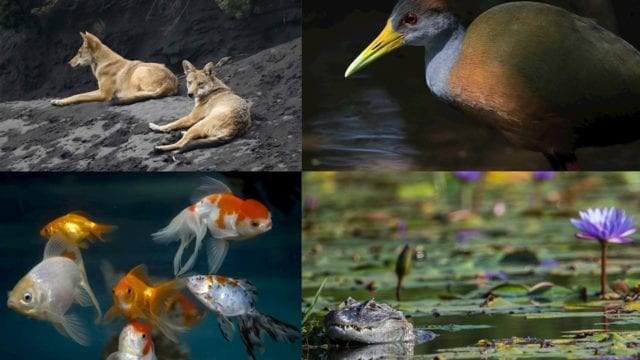 EU es el país con la mayor regulación para proteger biodiversidad; México, el de menos
