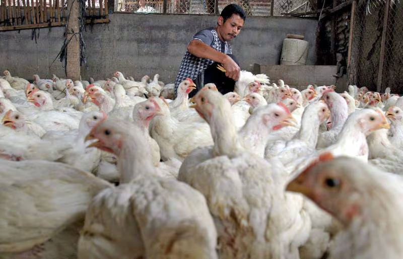 ¿Cómo se contagia la gripe aviar H5N2? Estos son los síntomas del virus, según un epidemiólogo