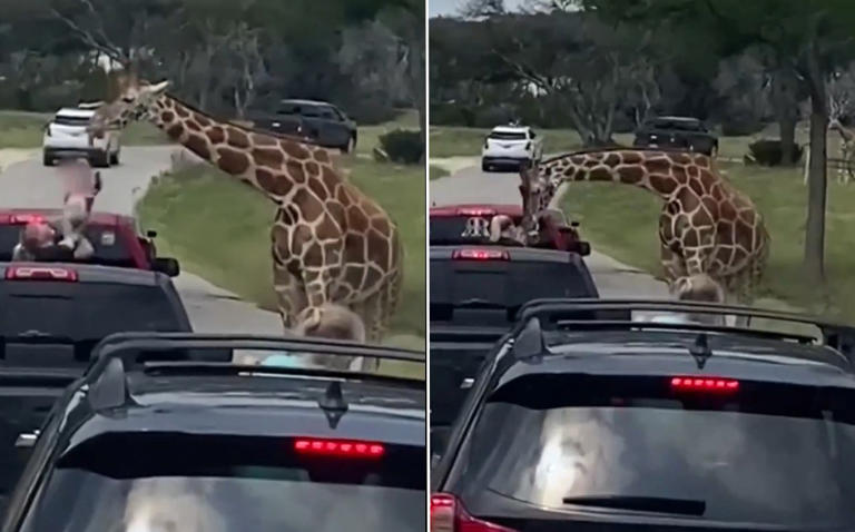 Jirafa levanta a una niña al aire mientras la estaba alimentando