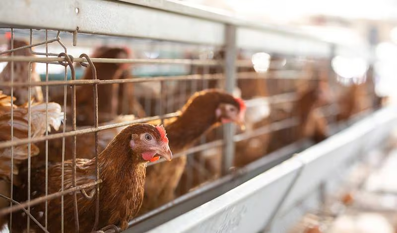 Muerte de paciente en México ‘no es atribuible’ a gripe aviar H5N2, aclara la OMS