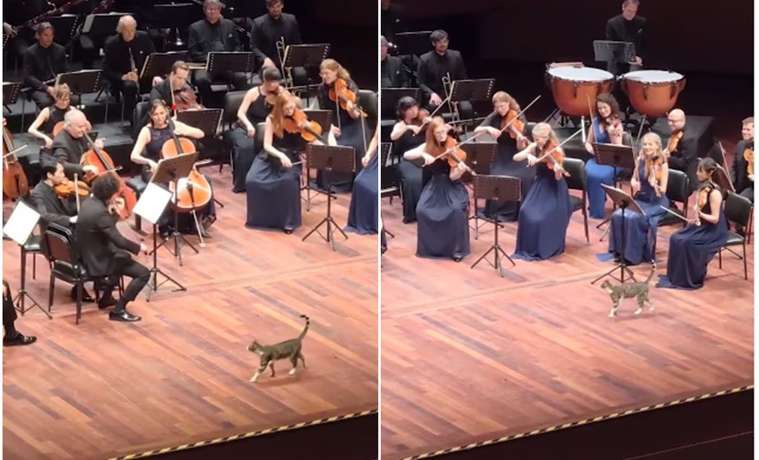 ¡Michi director de orquesta! Gatito se roba el show durante concierto de música clásica en Turquía