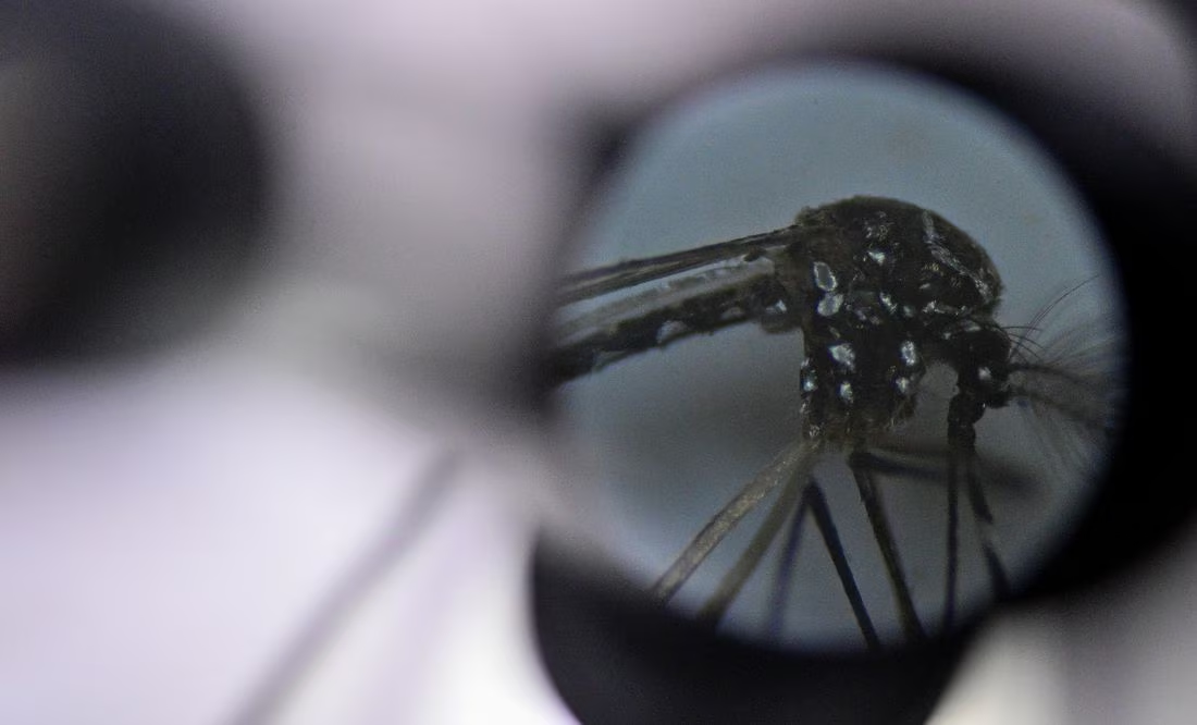 Estudio proyecta que el dengue se expandirá a la práctica totalidad en México y Brasil para 2039