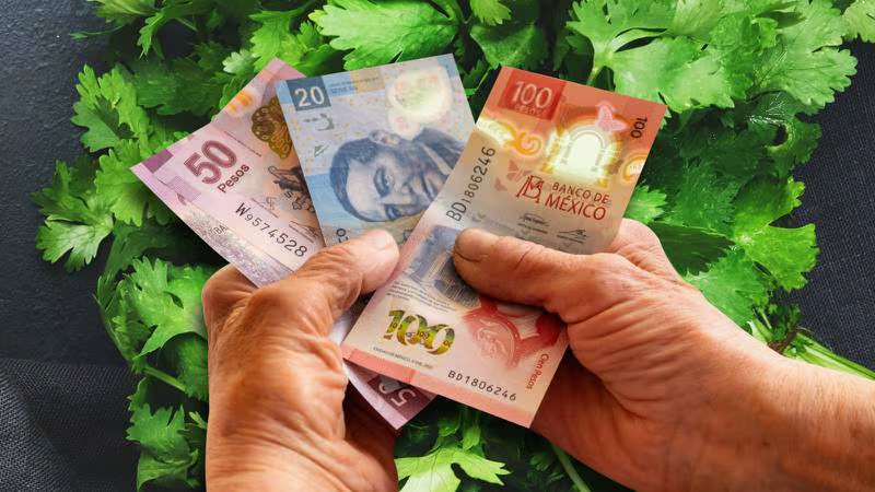 ¿Por qué subió el precio del cilantro? Estas razones mantendrán costo ‘por los cielos’