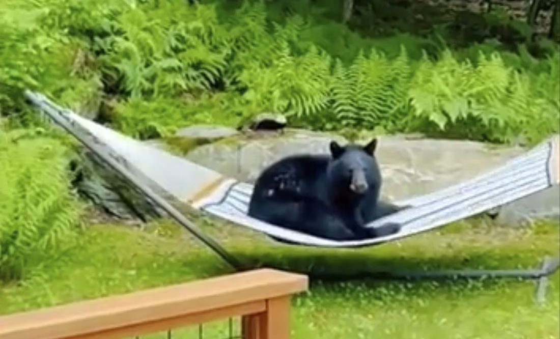 Captan a oso tomando un descanso en hamaca de una vivienda en EU
