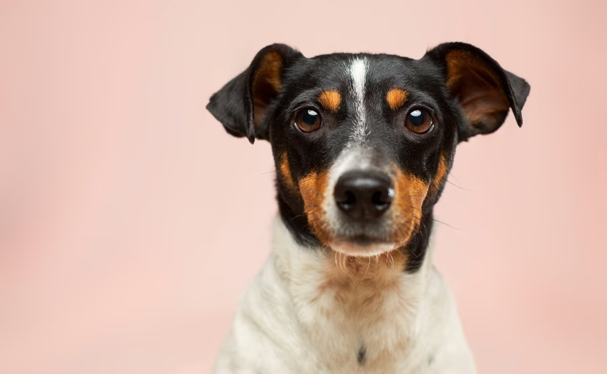 Estas son las enfermedades que transmiten los perros con la saliva, según veterinaria